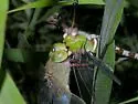 Amazon Darner - photo 5