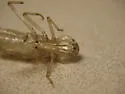 Comet Darner