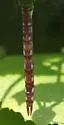 Comet Darner - photo 2
