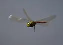Comet Darner - photo 3