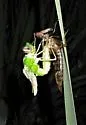 Comet Darner - photo 4