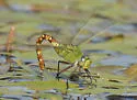 Comet Darner - photo 5