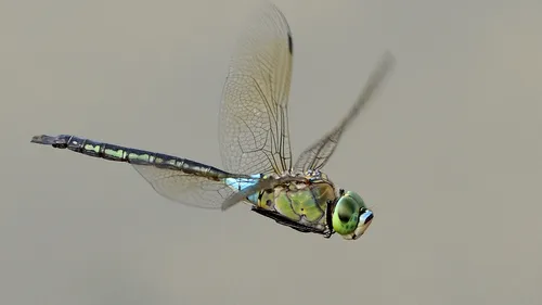 Lesser Emperor