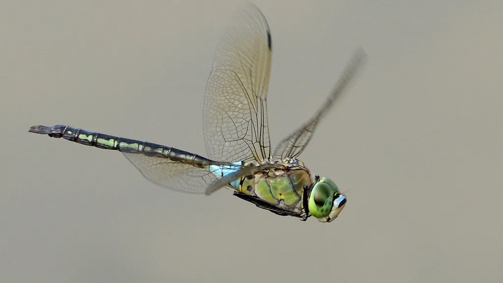 Lesser Emperor - photo 2
