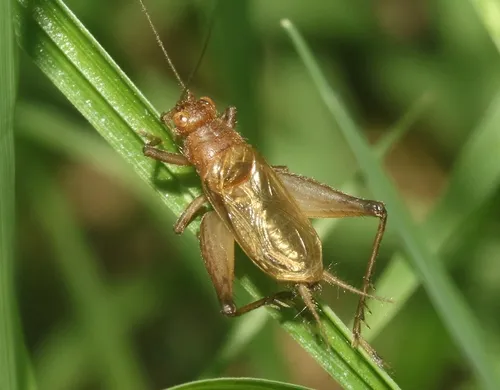 Spring Trig