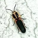 Anchastus augusti - photo 5