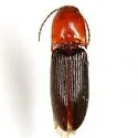 Anchastus bicolor