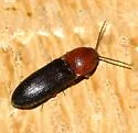 Anchastus bicolor - photo 2