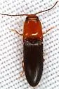 Anchastus bicolor - photo 3
