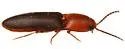 Anchastus bicolor - photo 4