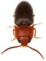Anchastus bicolor - photo 5
