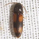 Anchastus binus