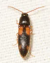 Anchastus binus - photo 5