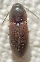 Anchastus cinereipennis - photo 2