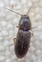 Anchastus cinereipennis - photo 3