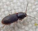 Anchastus cinereipennis - photo 4
