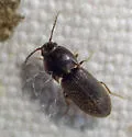 Anchastus cinereipennis - photo 5