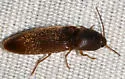 Anchastus digitatus
