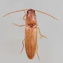 Anchastus fumicollis - photo 2