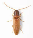 Anchastus fumicollis - photo 3