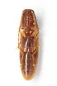 Anchastus fumicollis - photo 4