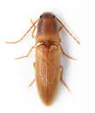 Anchastus fumicollis - photo 5