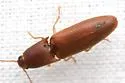 Anchastus longulus - Anchastus longulus