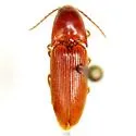 Anchastus rufus