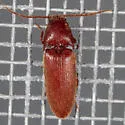 Anchastus rufus - photo 2