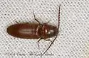 Anchastus rufus - photo 3