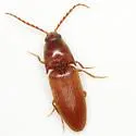 Anchastus rufus - photo 4