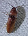 Anchastus sericans