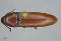 Anchastus sericans - photo 4
