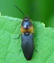 Anchastus signaticollis