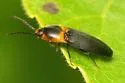 Anchastus signaticollis - photo 2