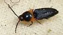 Anchastus signaticollis - photo 3
