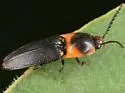 Anchastus signaticollis - photo 4