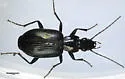 Anchomenus aeneolus - photo 2