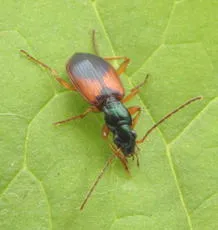 Anchomenus dorsalis - photo 2