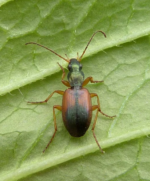 Anchomenus dorsalis - photo 3