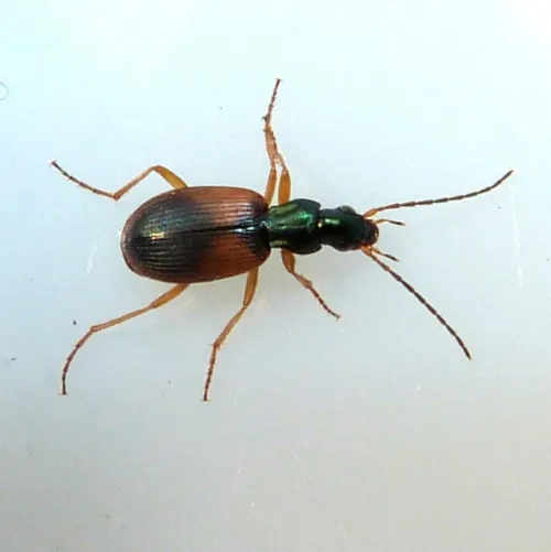 Anchomenus dorsalis - photo 4