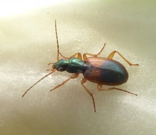 Anchomenus dorsalis - photo 5