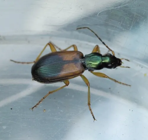 Anchomenus dorsalis - photo 6