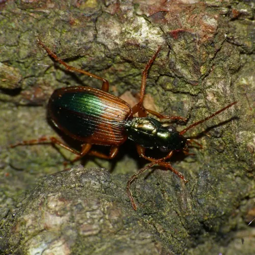 Anchomenus dorsalis - photo 8