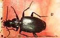 Anchomenus funebris