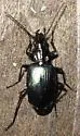 Anchomenus funebris - photo 2