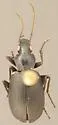 Anchomenus funebris - photo 3