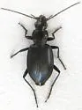 Anchomenus funebris - photo 4