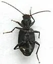 Anchomenus funebris - photo 5
