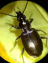 Anchomenus quadratus - photo 2
